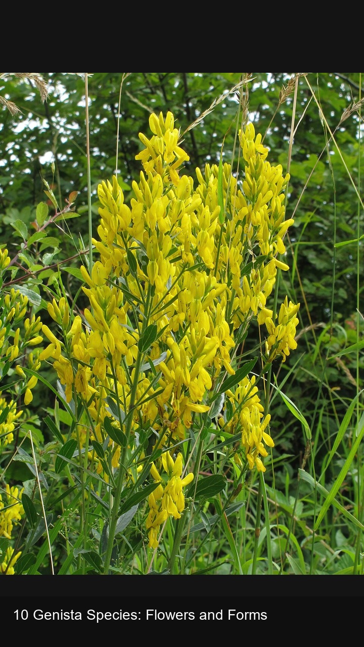 10 Genista Species: Flowers and Forms — 2:3