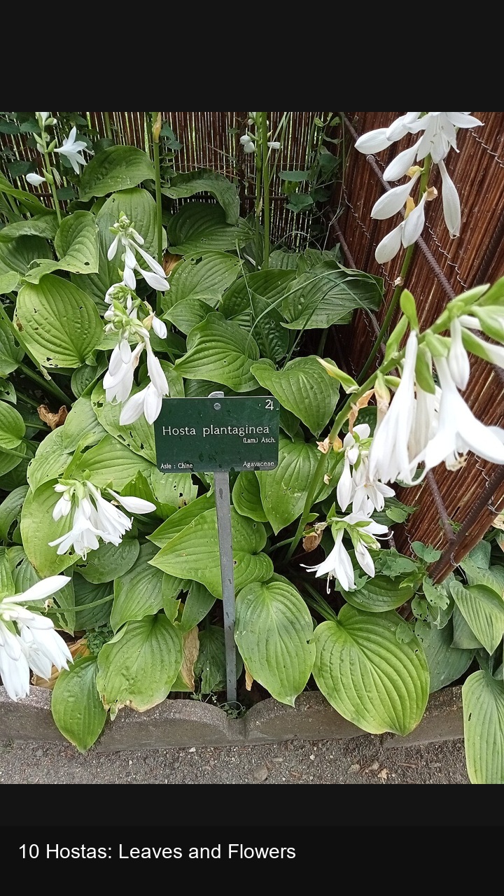 10 Hostas: Leaves and Flowers — 2:3