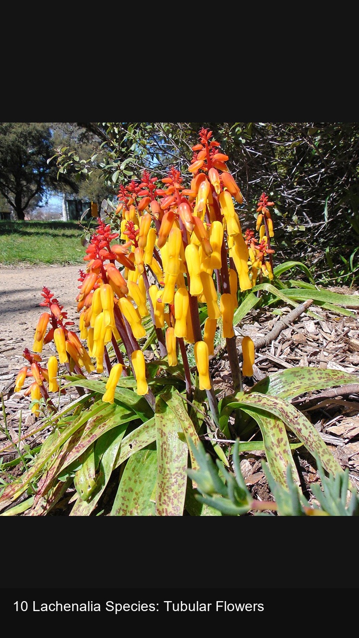 10 Lachenalia Species: Tubular Flowers