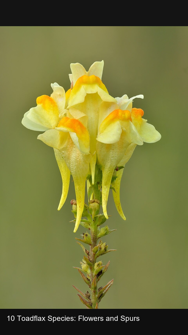 10 Toadflax Species: Flowers and Spurs — 2:3