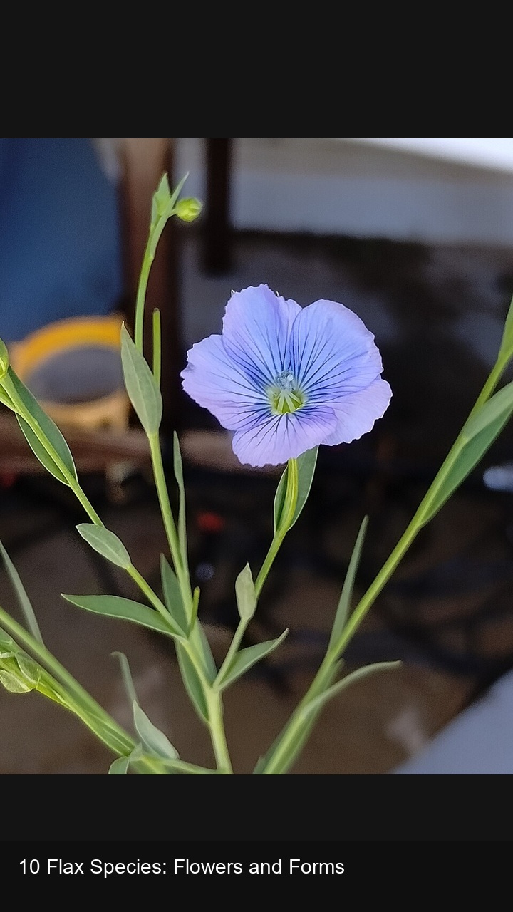 10 Flax Species: Flowers and Forms