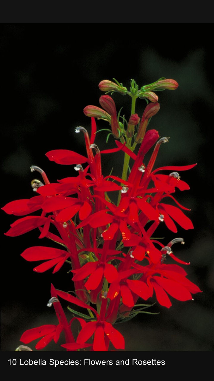 10 Lobelia Species: Flowers and Rosettes