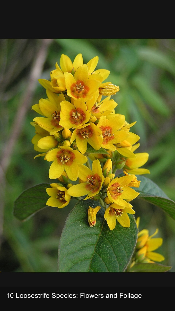 10 Loosestrife Species: Flowers and Foliage — 2:3