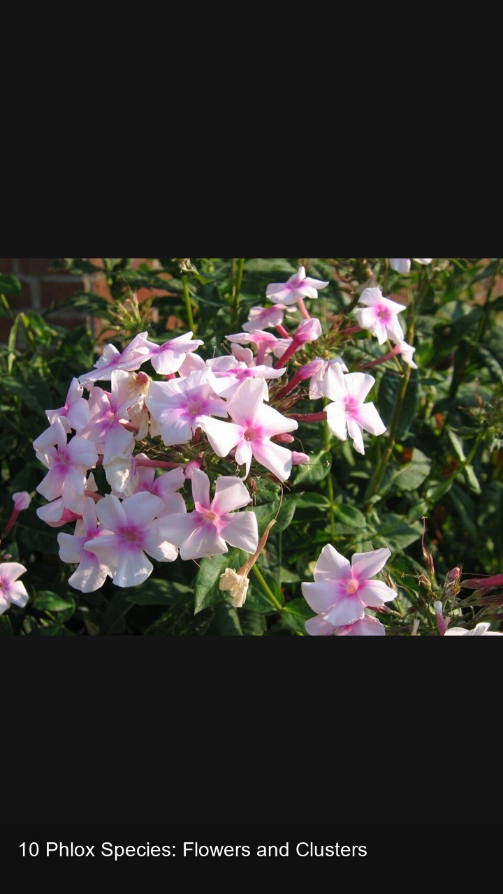 10 Phlox Species: Flowers and Clusters — 2:3