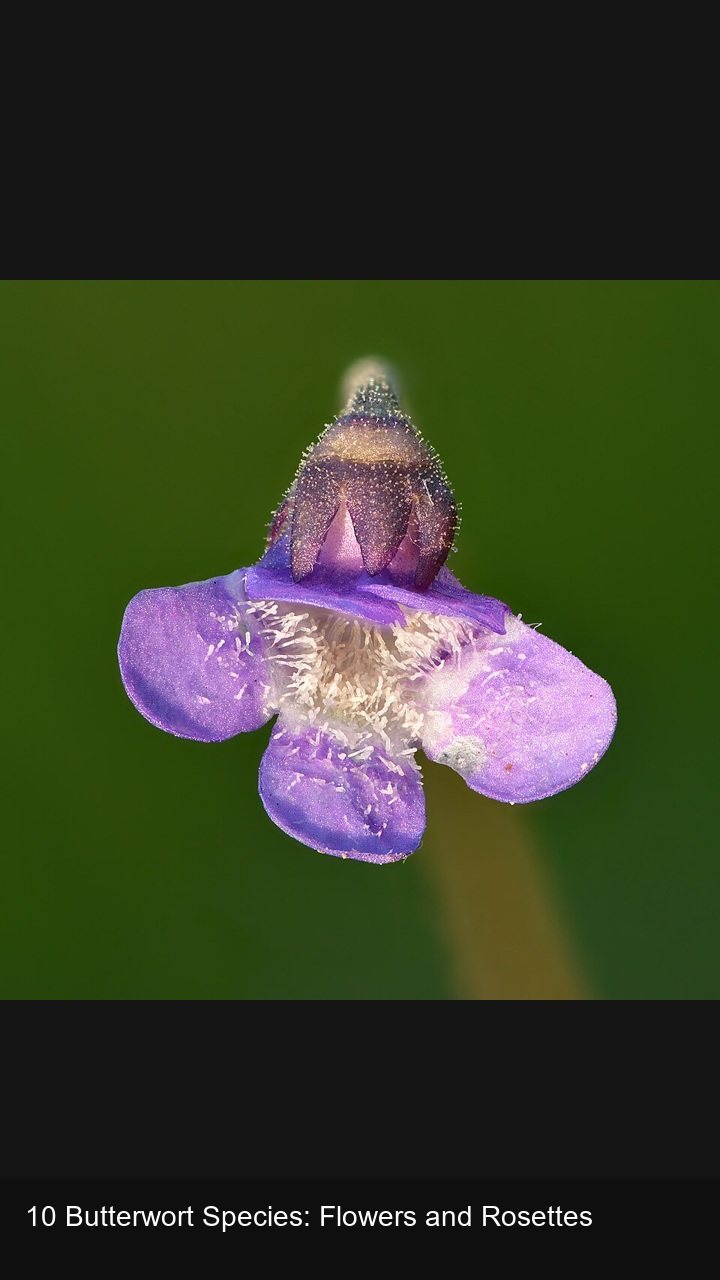 10 Butterwort Species: Flowers and Rosettes — 2:3