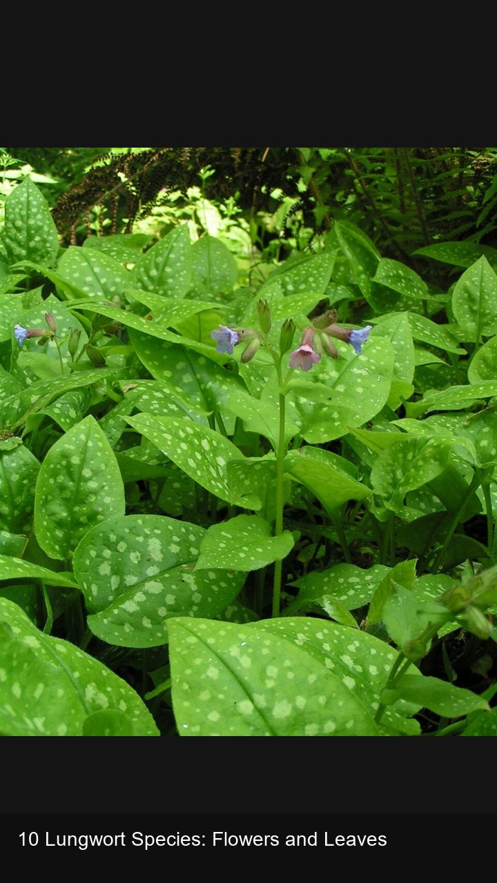 10 Lungwort Species: Flowers and Leaves