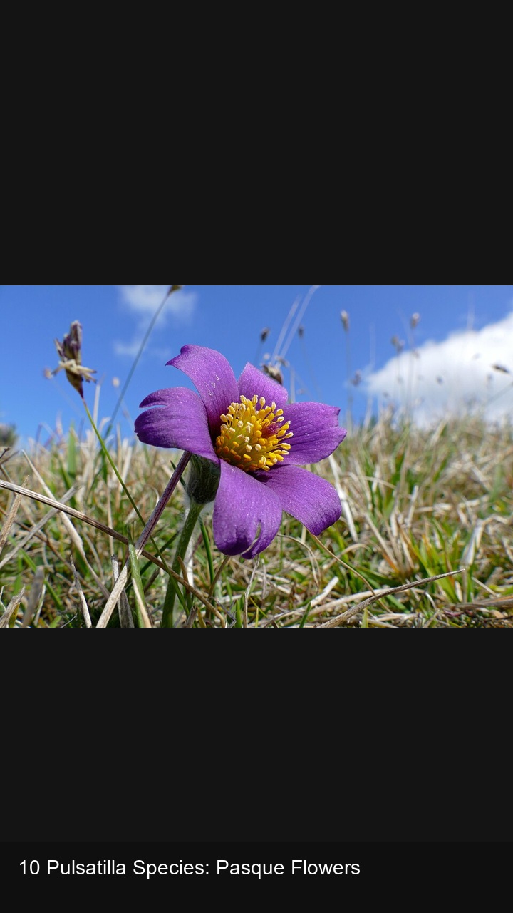 10 Pulsatilla Species: Pasque Flowers