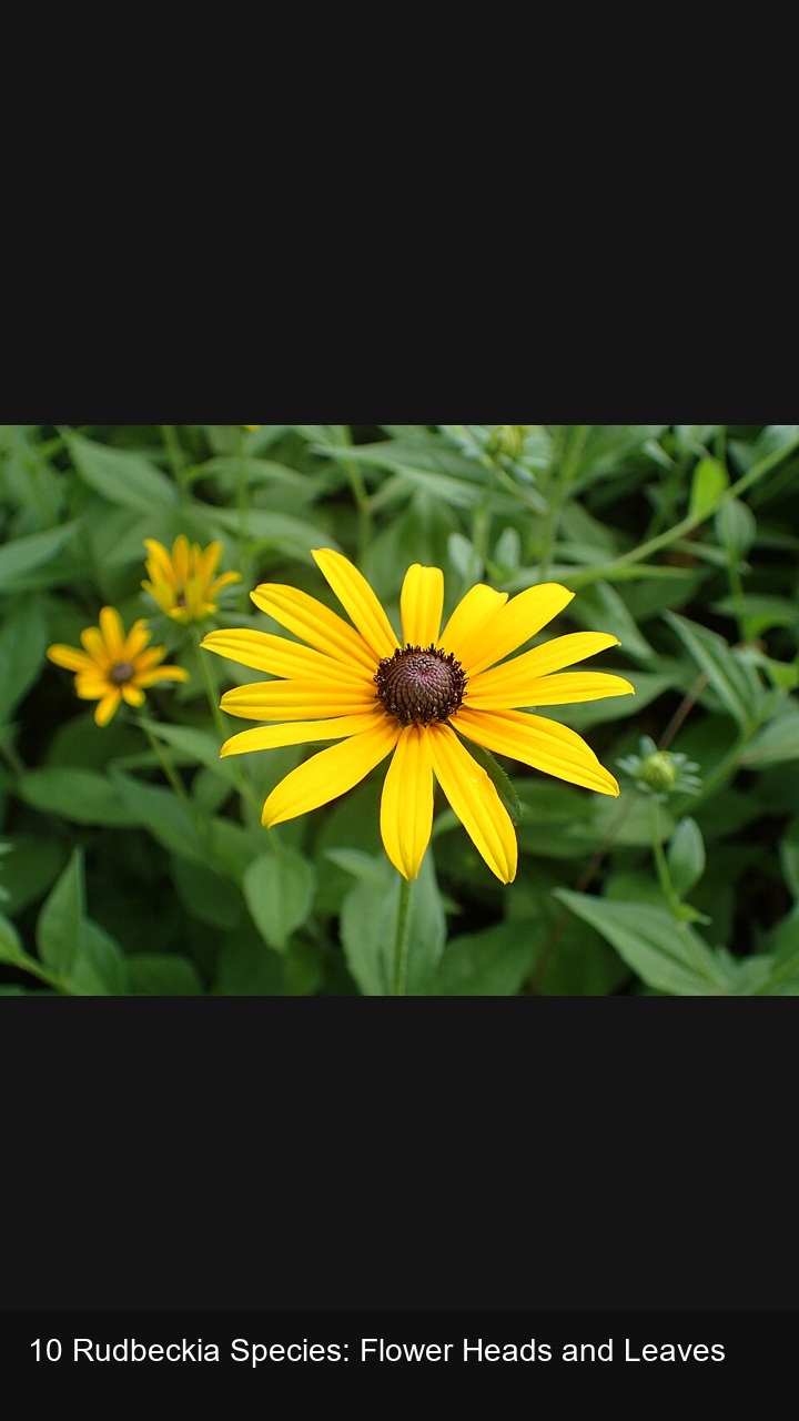 10 Rudbeckia Species: Flower Heads and Leaves — 2:3