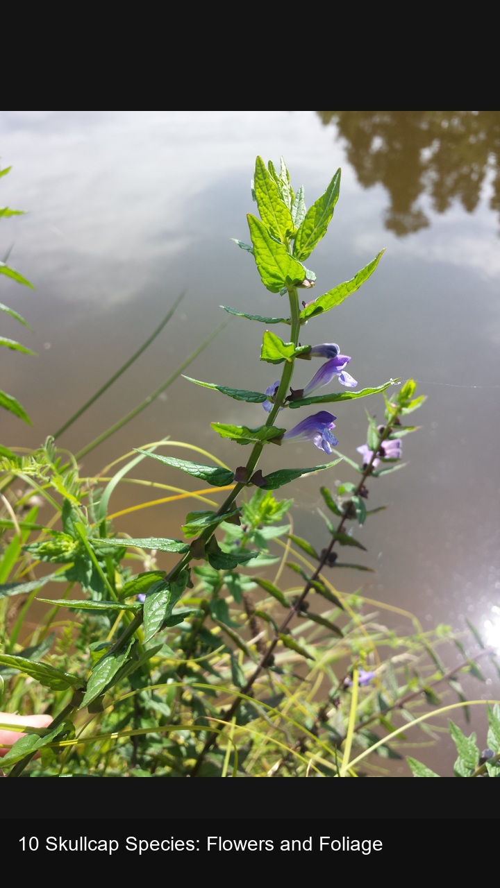 10 Skullcap Species: Flowers and Foliage — 2:3