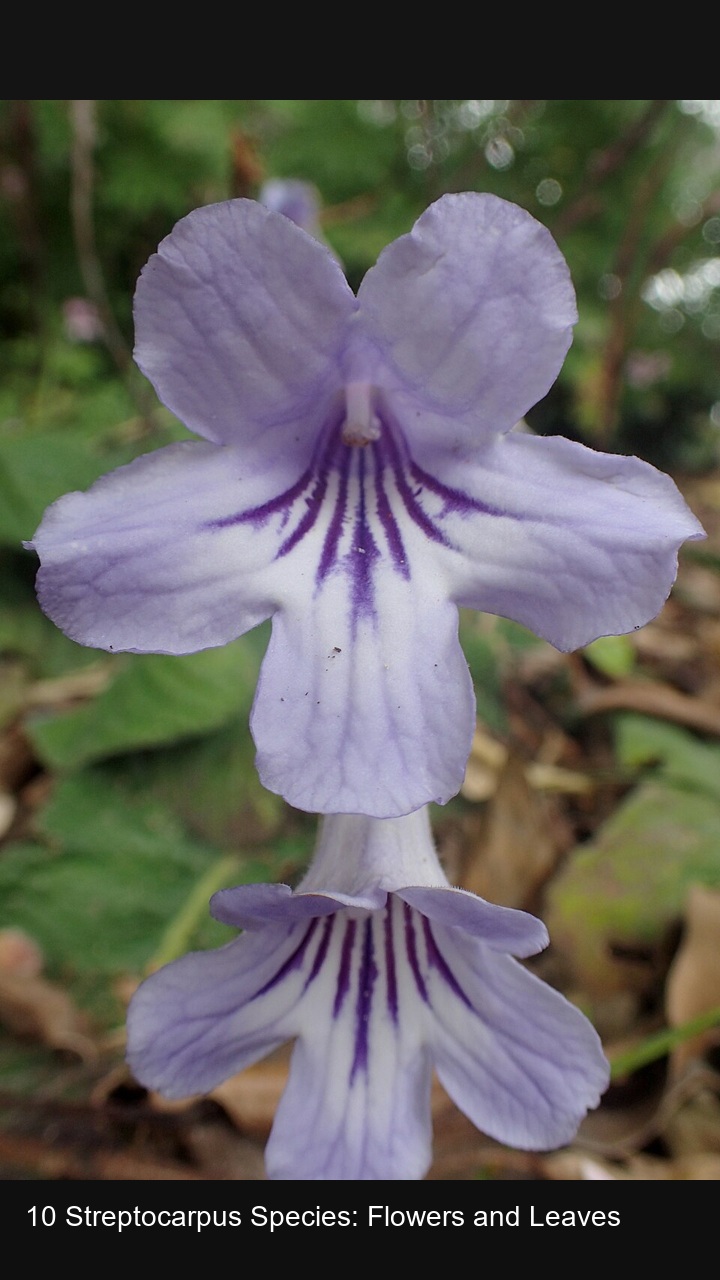 10 Streptocarpus Species: Flowers and Leaves — 2:3