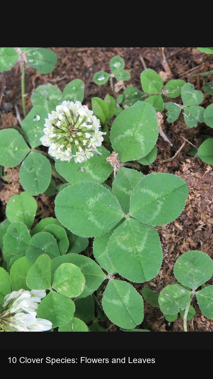 10 Clover Species: Flowers and Leaves — 2:3