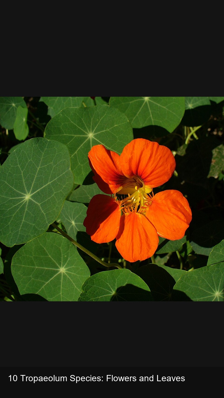 10 Tropaeolum Species: Flowers and Leaves — 2:3