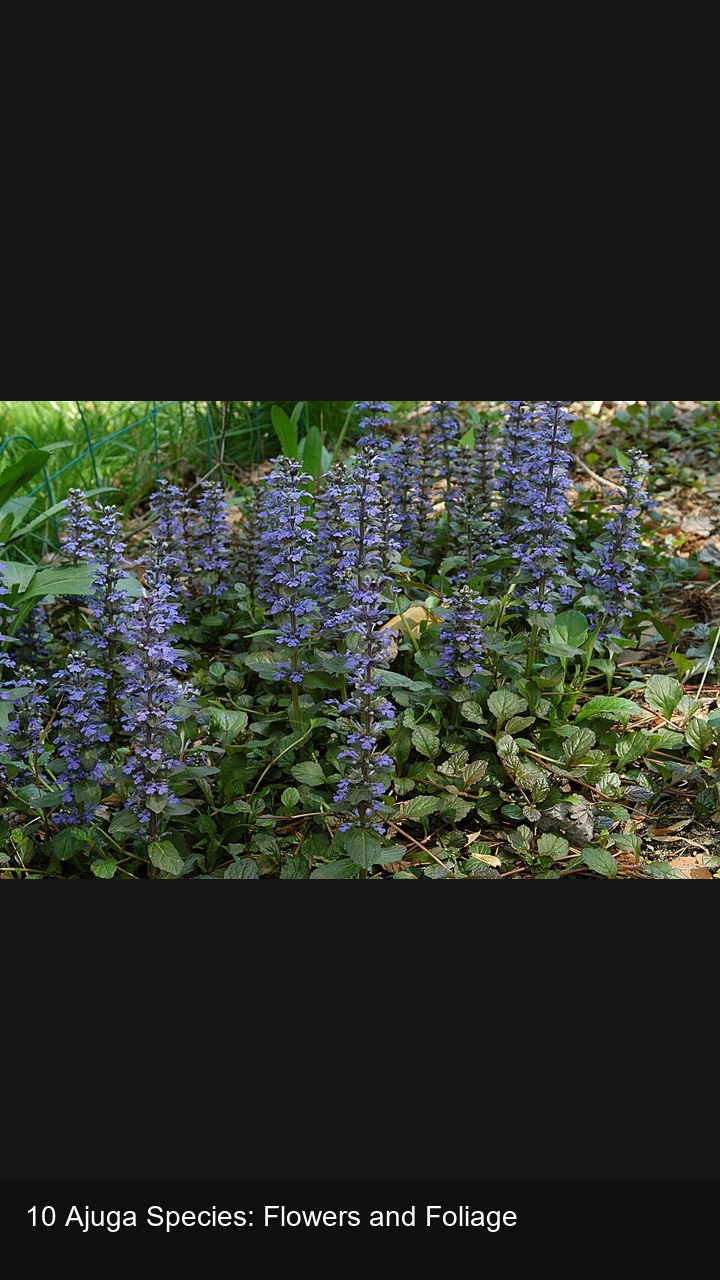 10 Ajuga Species: Flowers and Foliage — 2:3