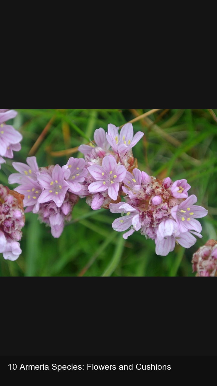 10 Armeria Species: Flowers and Cushions — 2:3