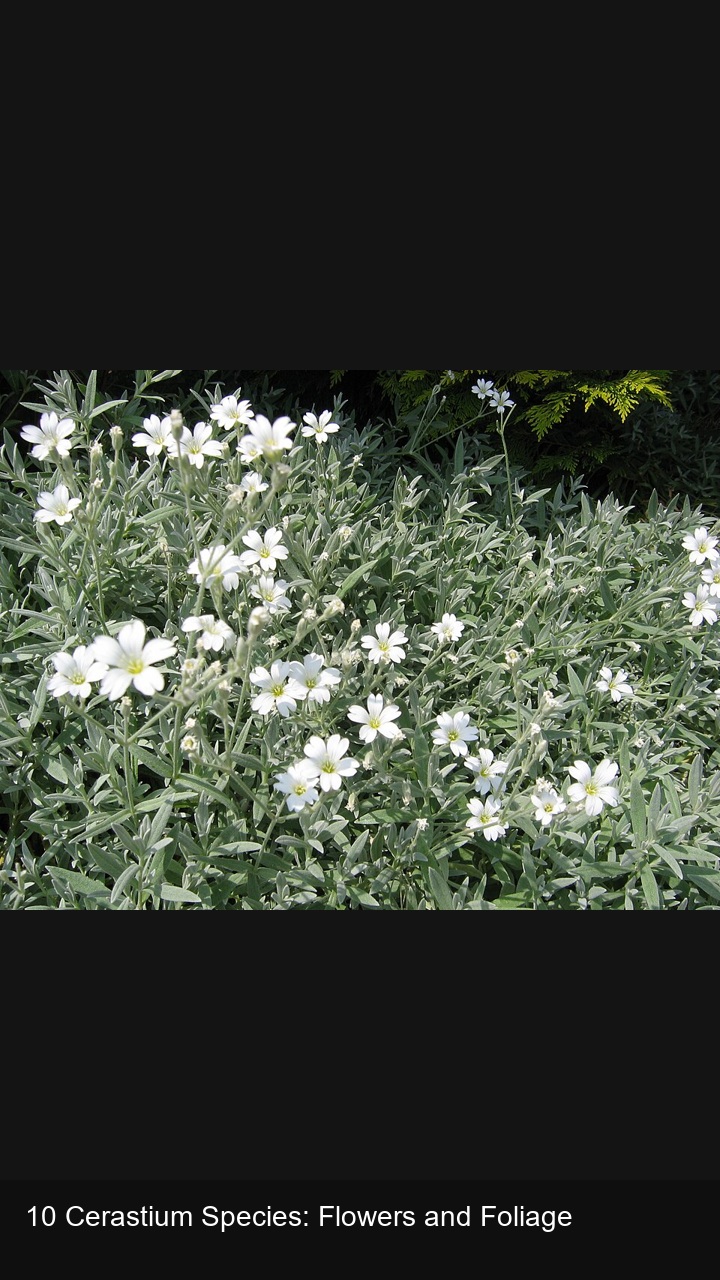 10 Cerastium Species: Flowers and Foliage — 2:3