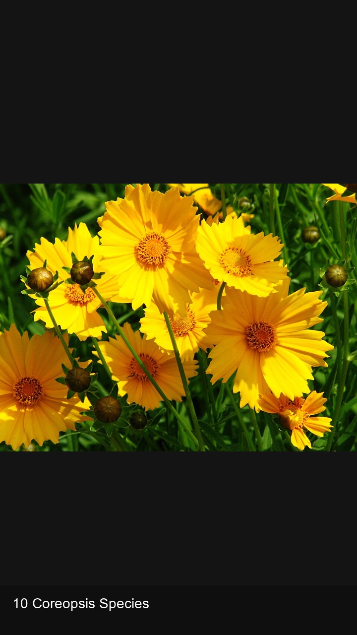 10 Coreopsis Species — 2:3