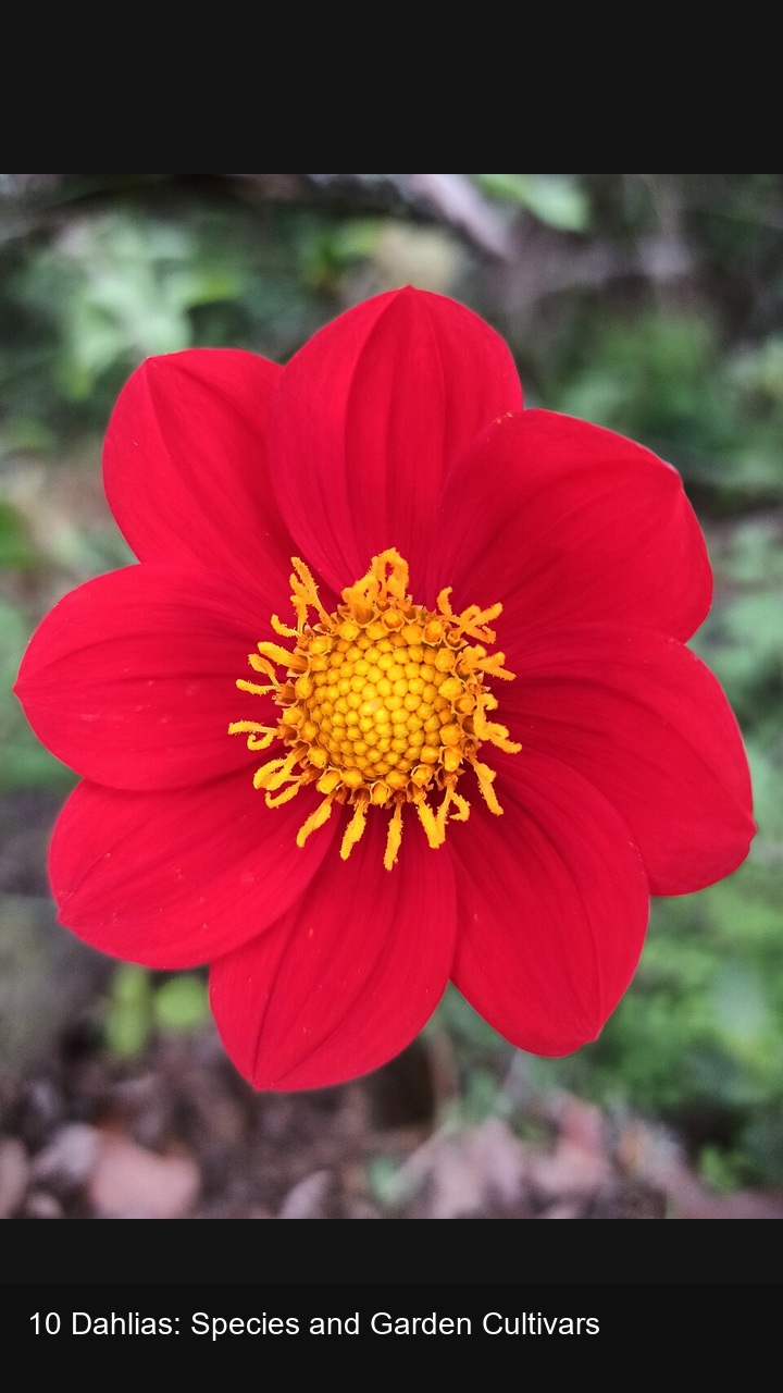 10 Dahlias: Species and Garden Cultivars — 2:3