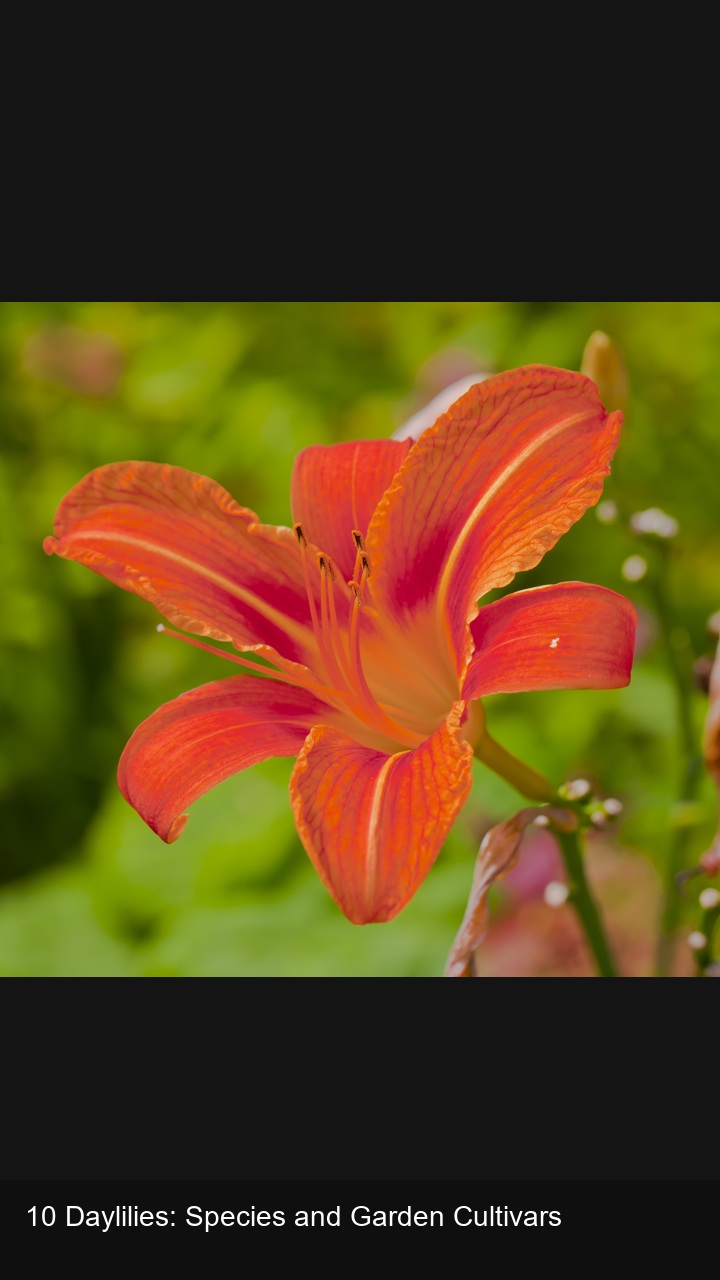 10 Daylilies: Species and Garden Cultivars — 2:3