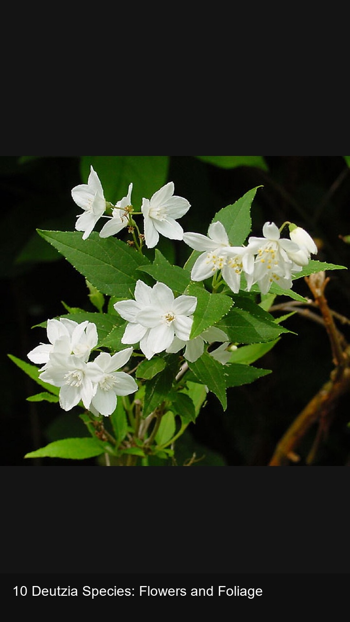 10 Deutzia Species: Flowers and Foliage — 2:3