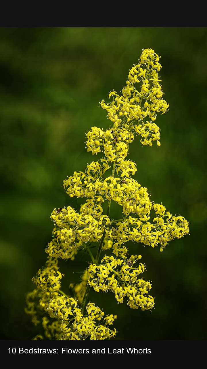 10 Bedstraws: Flowers and Leaf Whorls — 2:3