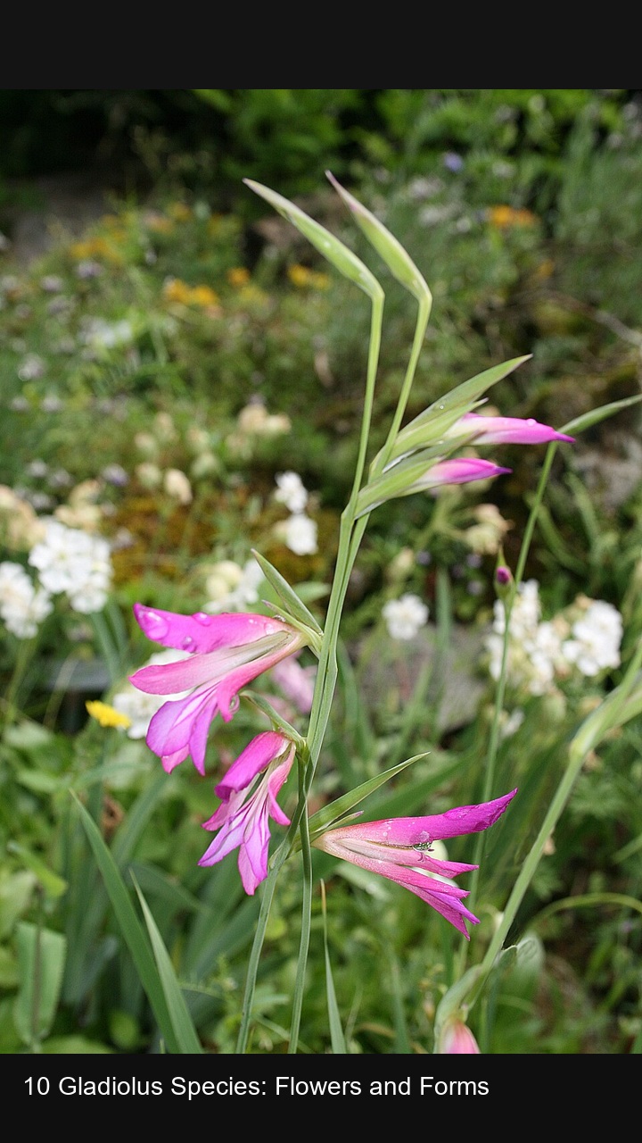 10 Gladiolus Species: Flowers and Forms — 2:3