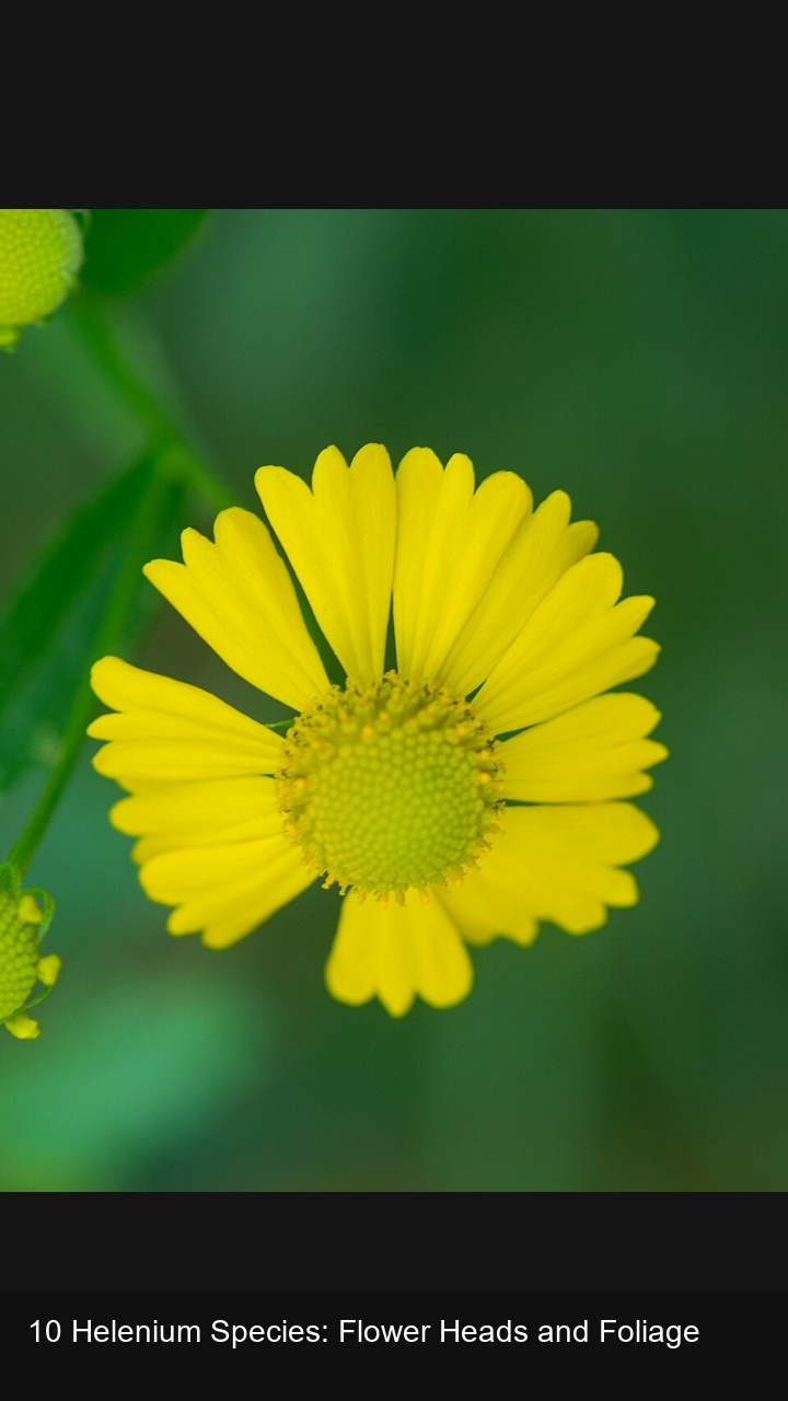 10 Helenium Species: Flower Heads and Foliage — 2:3