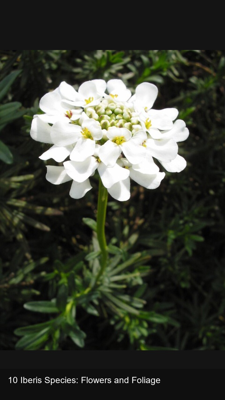 10 Iberis Species: Flowers and Foliage — 2:3