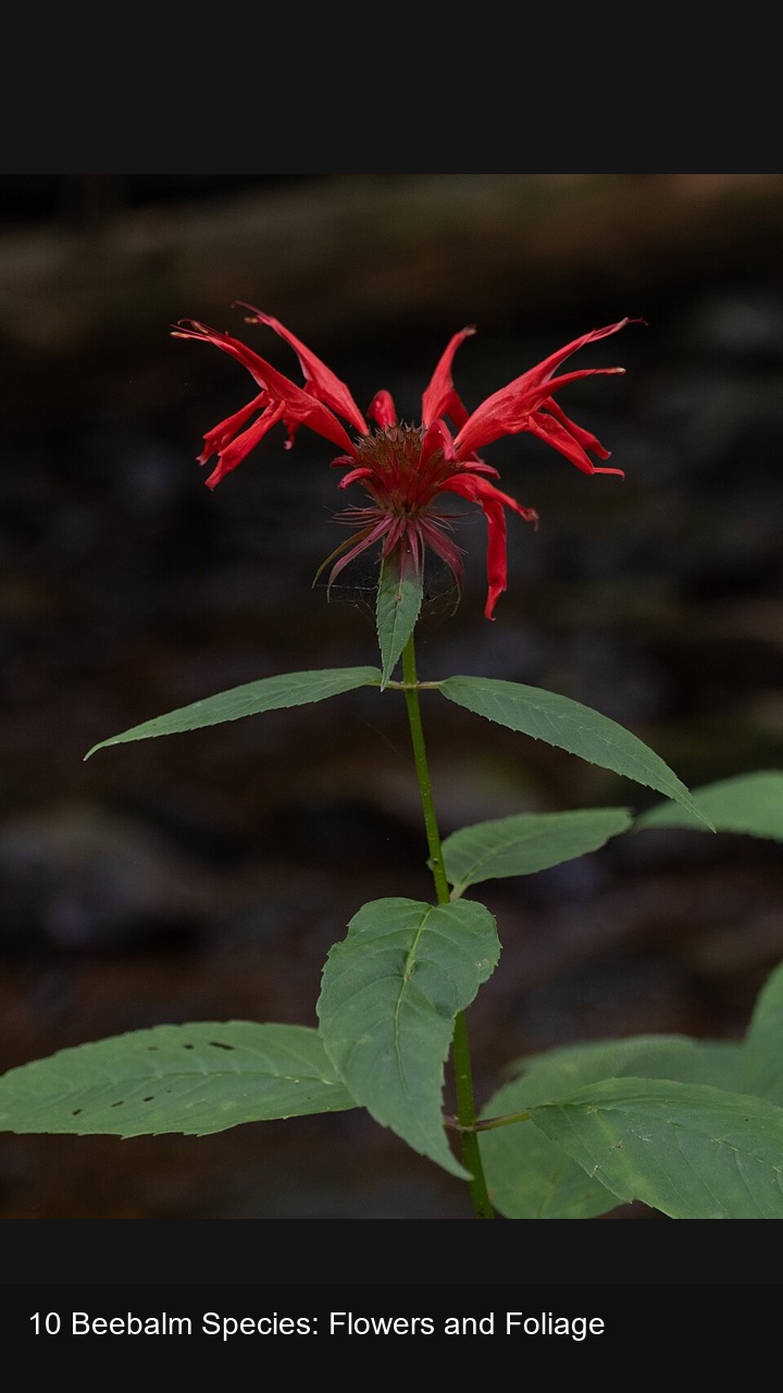 10 Beebalm Species: Flowers and Foliage — 2:3