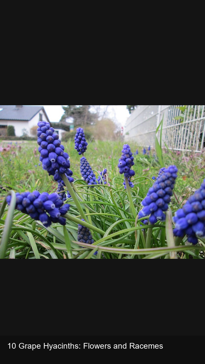 10 Grape Hyacinths: Flowers and Racemes — 2:3
