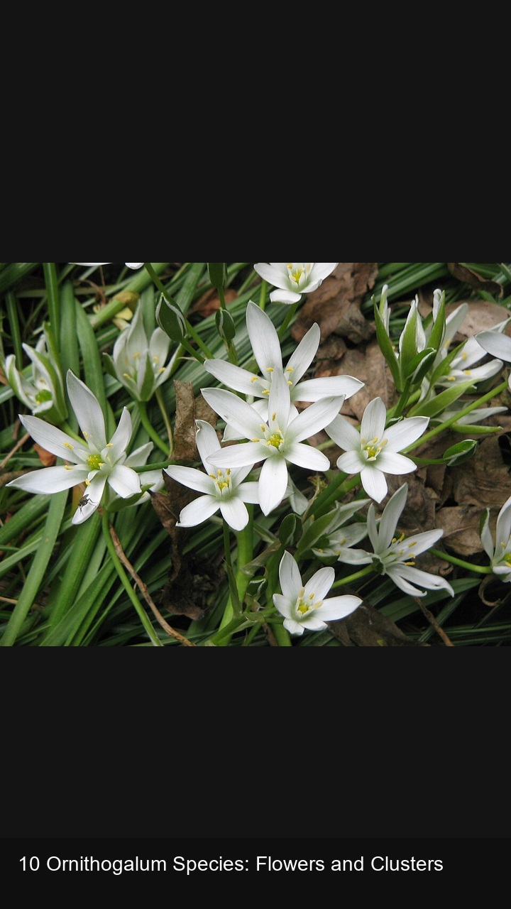 10 Ornithogalum Species: Flowers and Clusters — 2:3