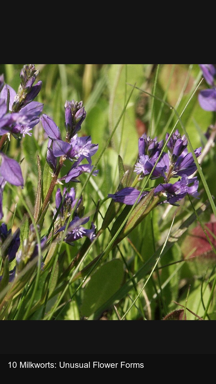 10 Milkworts: Unusual Flower Forms — 2:3