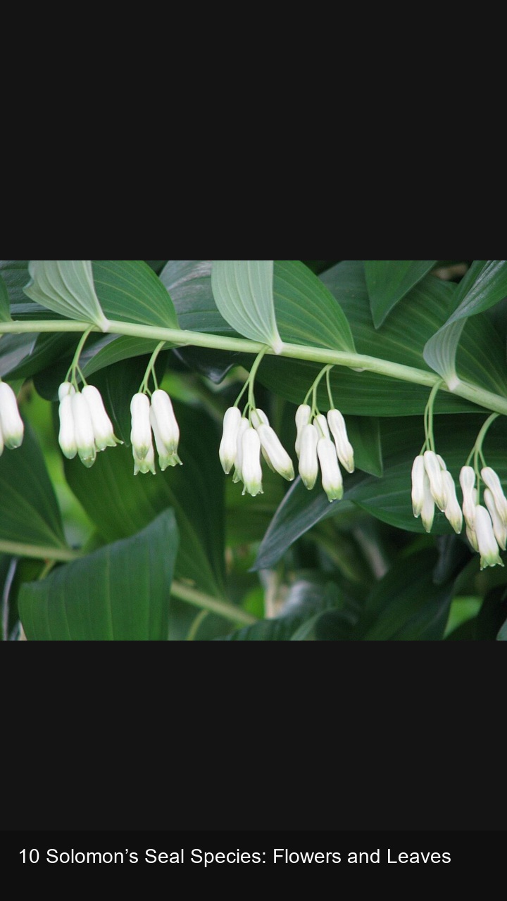 10 Solomon’s Seal Species: Flowers and Leaves