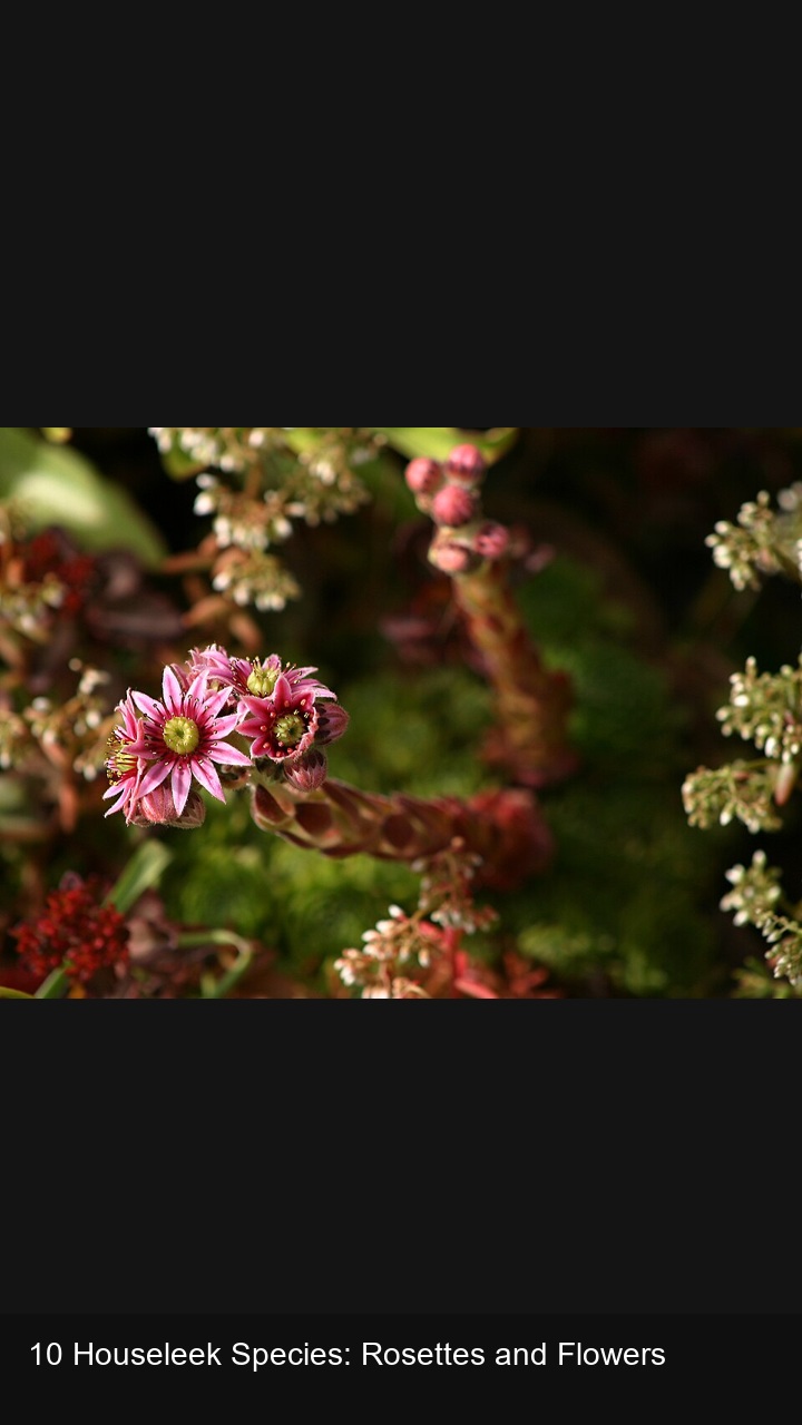 10 Houseleek Species: Rosettes and Flowers