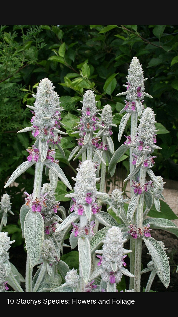 10 Stachys Species: Flowers and Foliage — 2:3