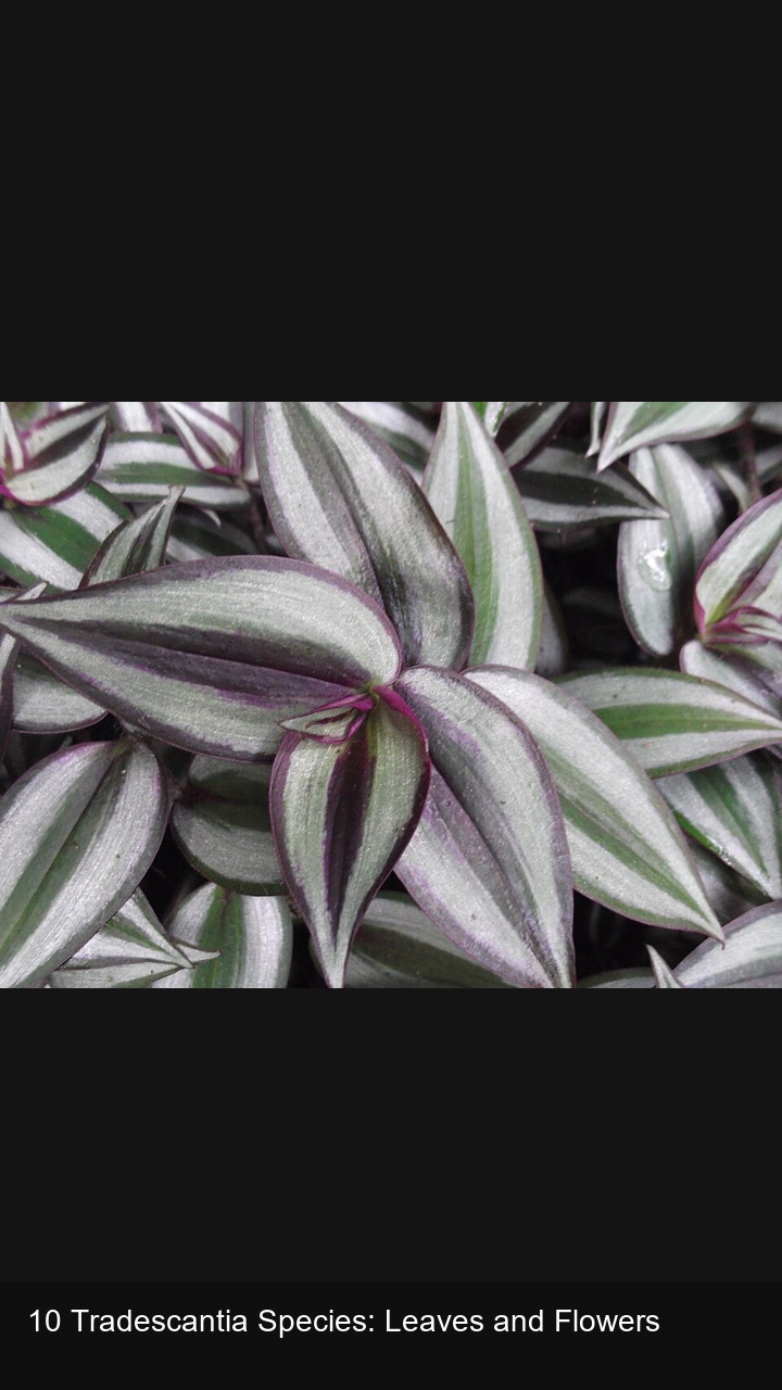 10 Tradescantia Species: Leaves and Flowers — 2:3