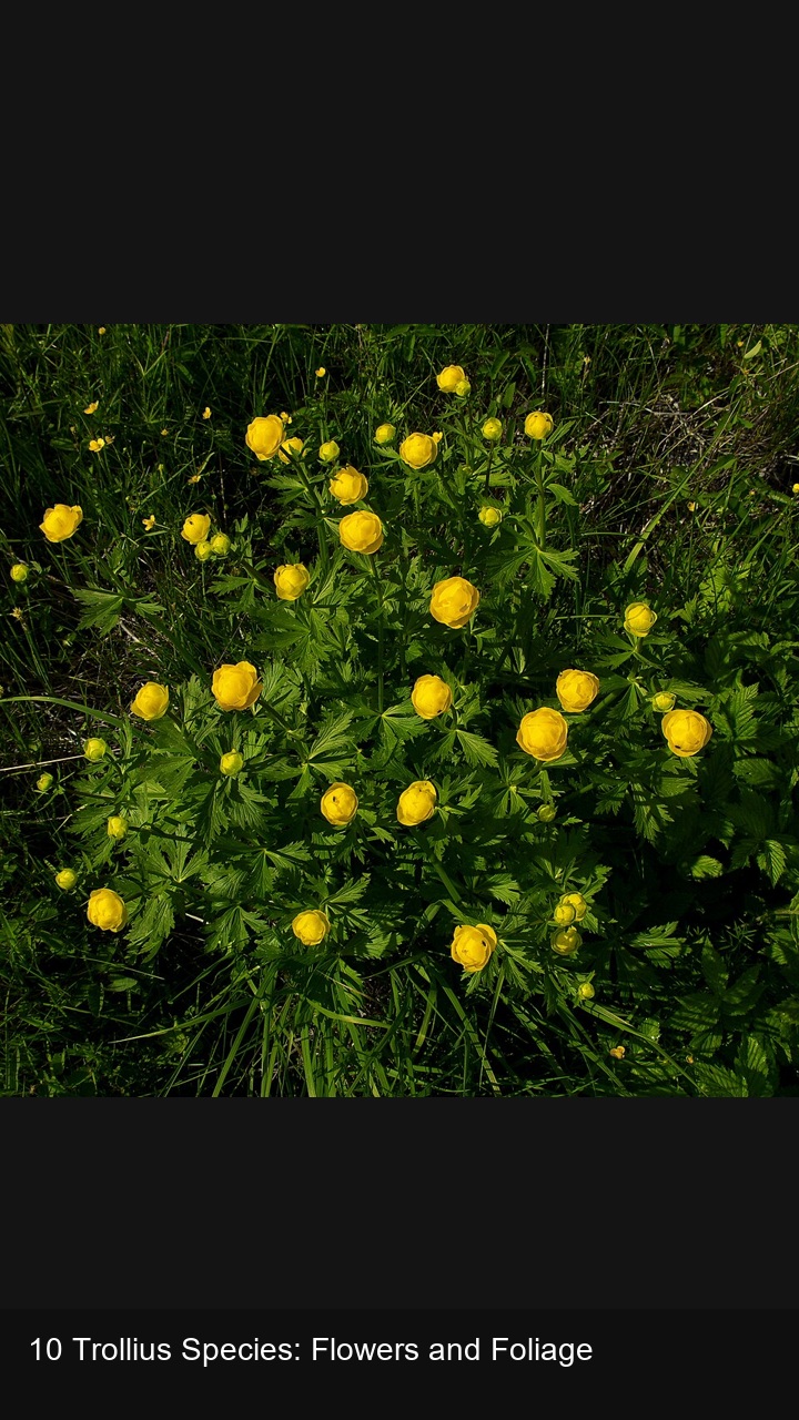 10 Trollius Species: Flowers and Foliage — 2:3