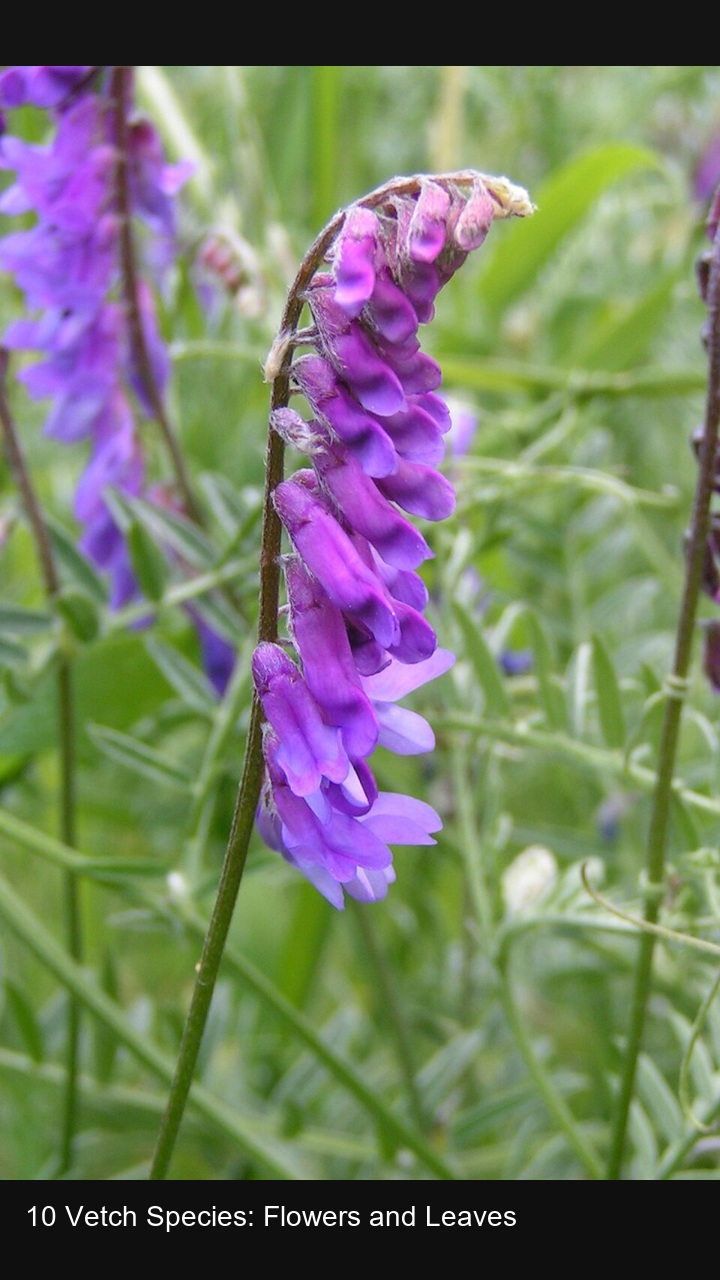 10 Vetch Species: Flowers and Leaves — 2:3