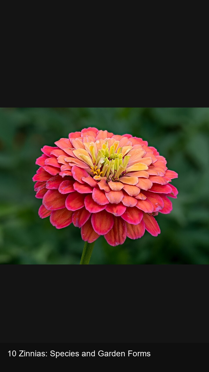 10 Zinnias: Species and Garden Forms — 2:3