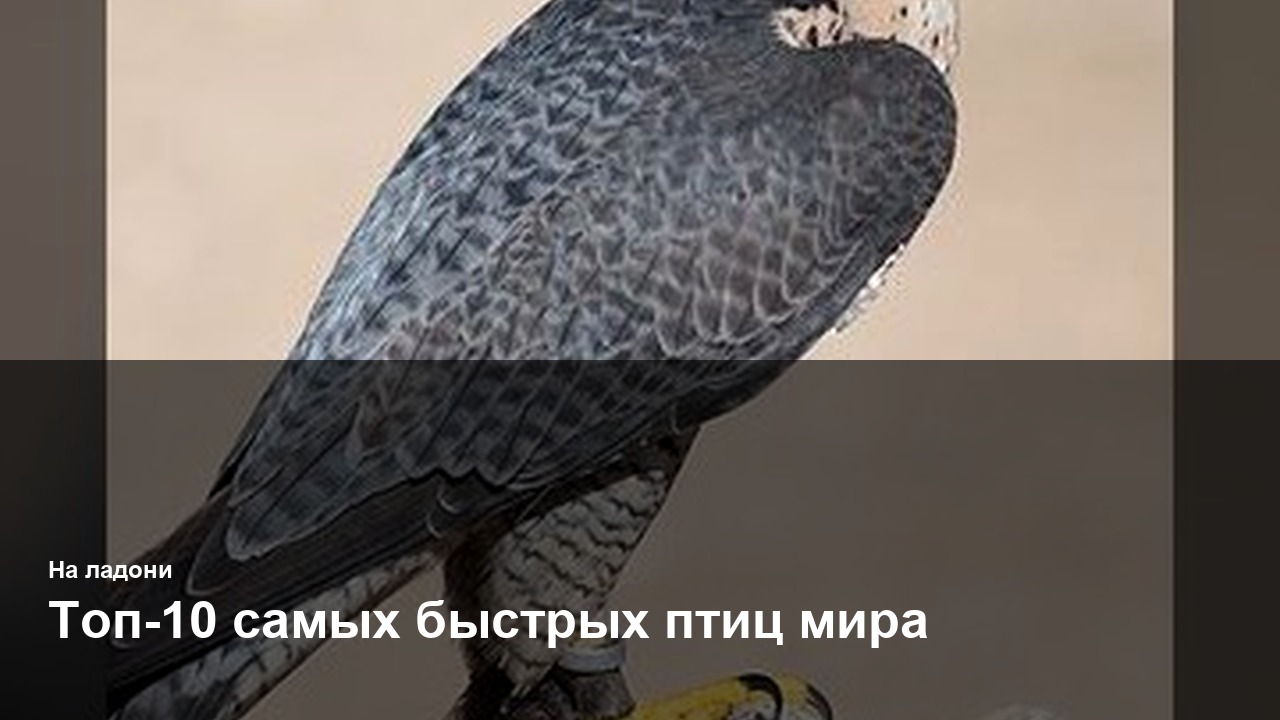 Топ-10 самых быстрых птиц мира