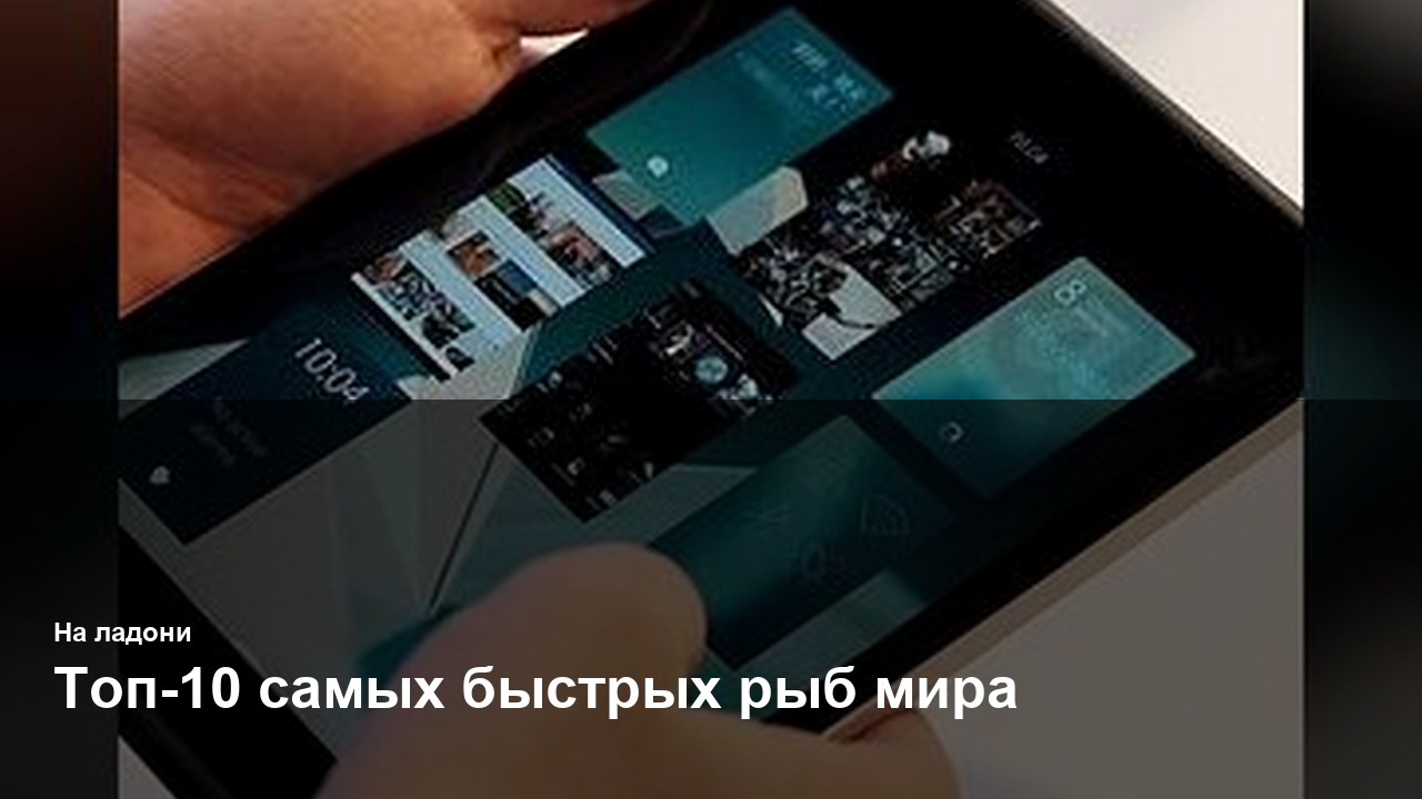 Топ-10 самых быстрых рыб мира