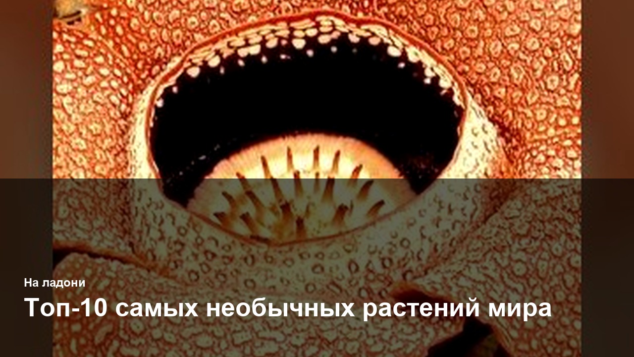 Топ-10 самых необычных растений мира