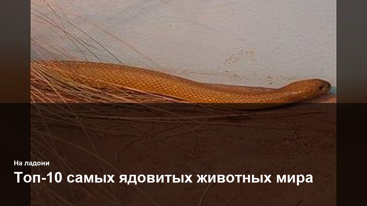 Топ-10 самых ядовитых животных мира