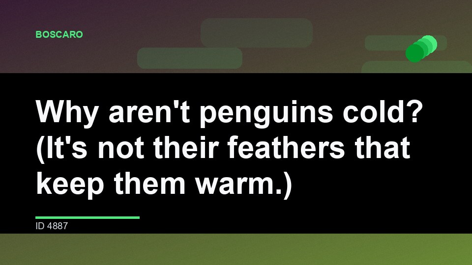 Why aren't penguins cold? (It's not their feathers that keep them warm.)