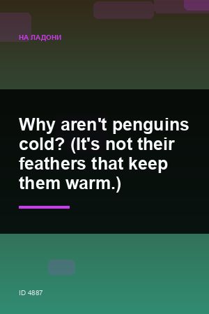 Why aren't penguins cold? (It's not their feathers that keep them warm.)